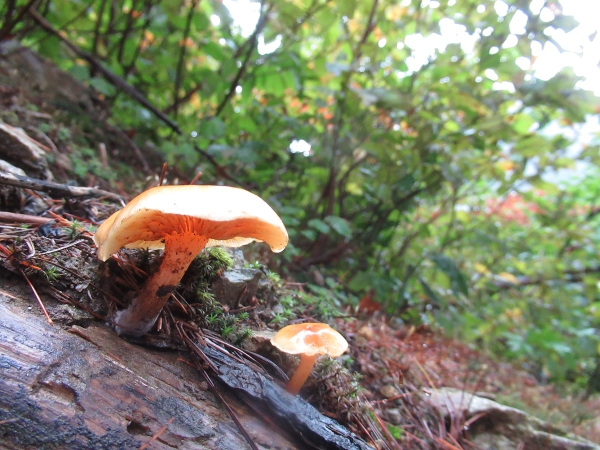 足ノ松尾根のキノコ