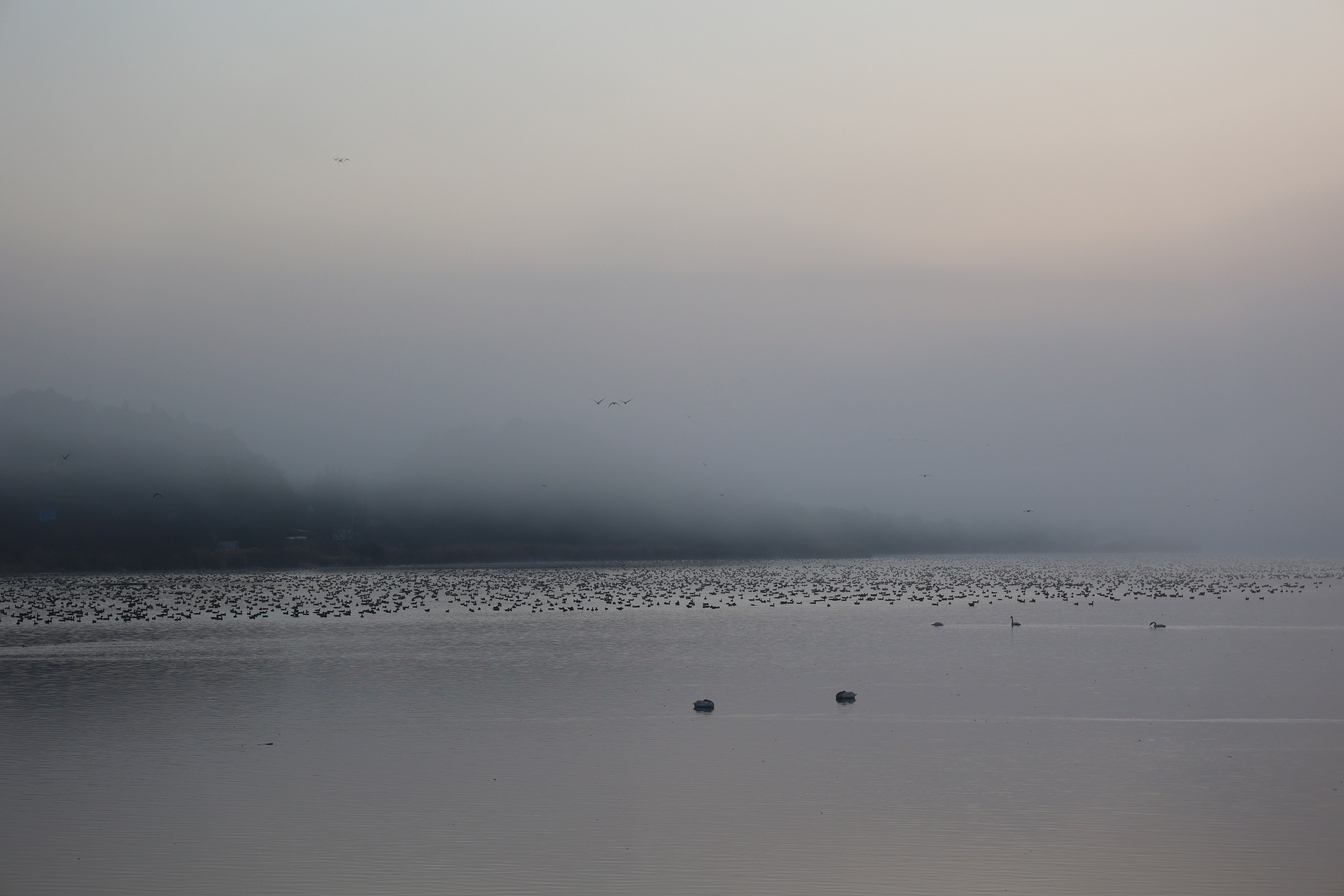 朝、飛び立ち前の沼