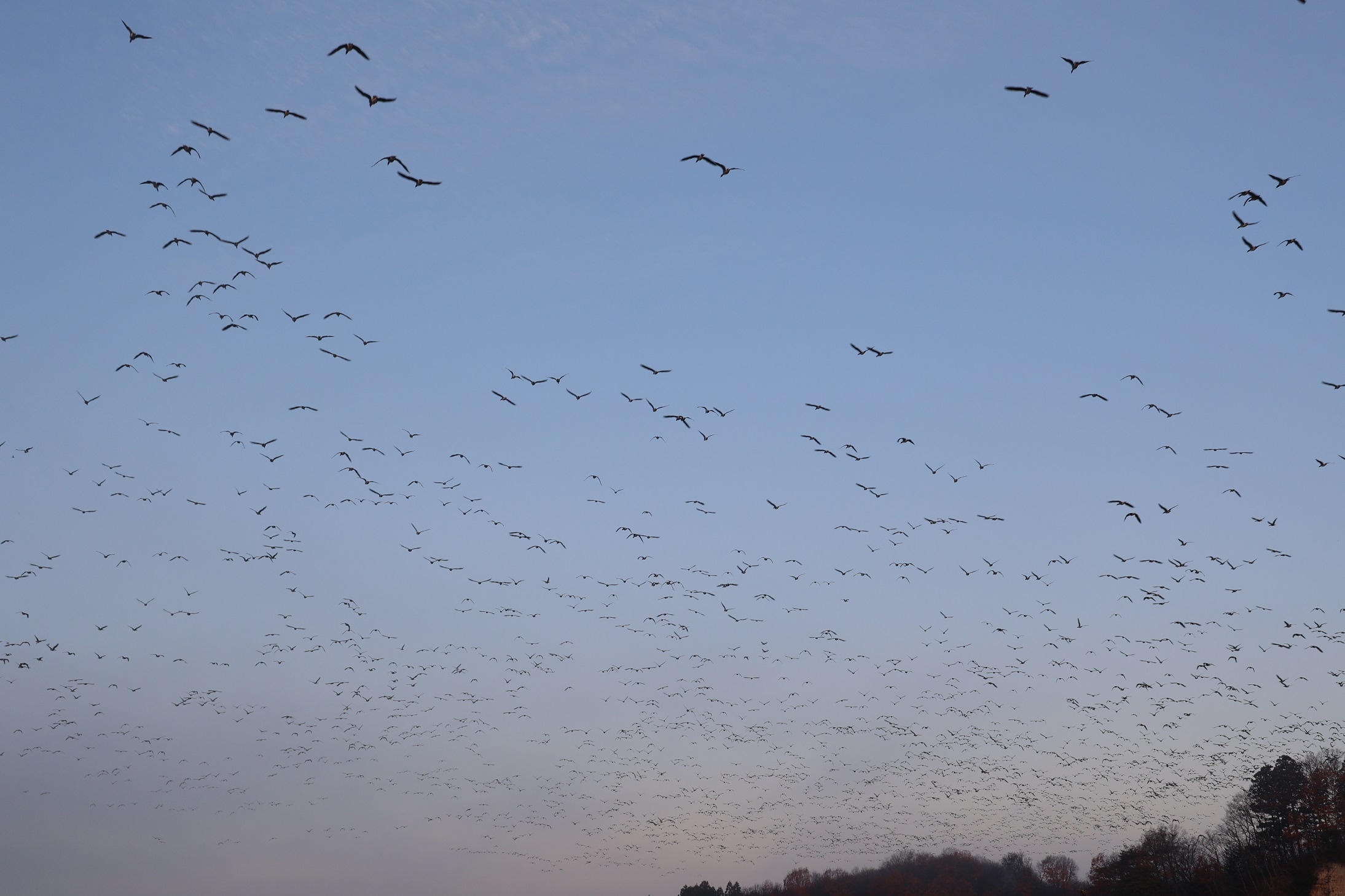 空はマガンだらけ