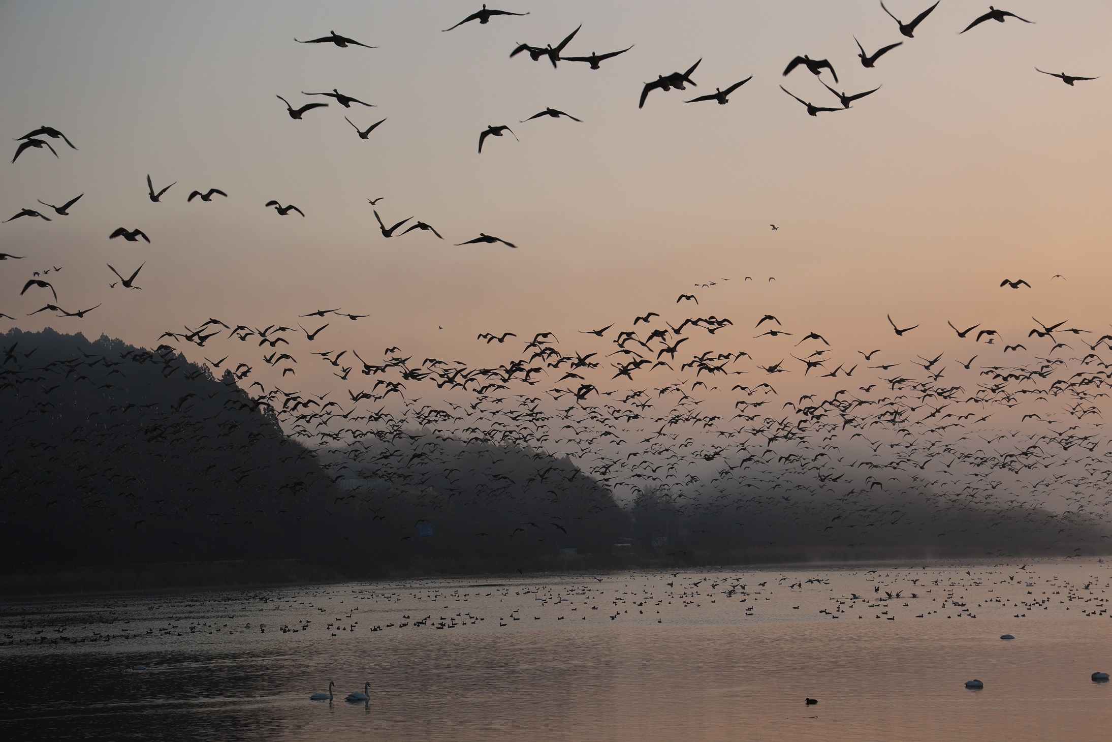 再び、マガンが飛び立つ