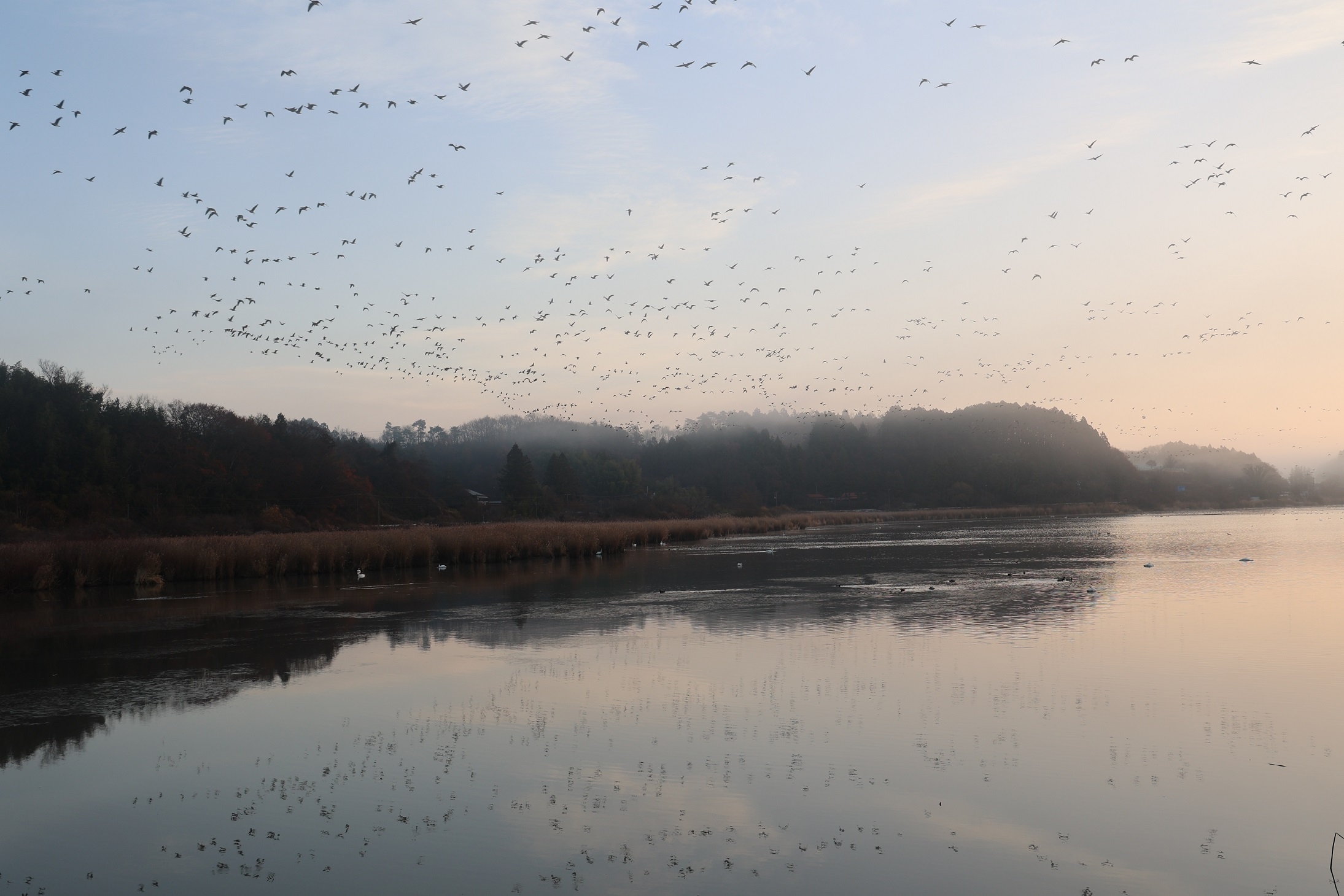 沼に映るマガンの姿