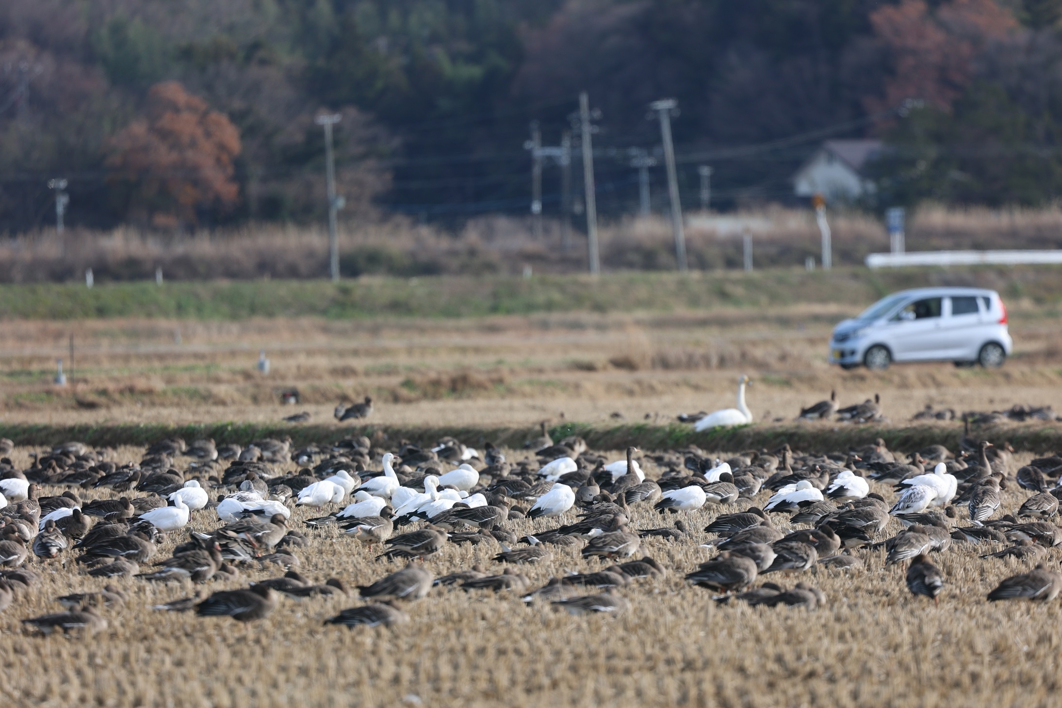 日中の伊豆沼周辺の田んぼのマガン