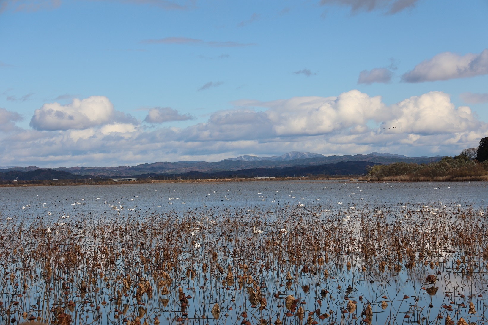 沼はオオハクチョウでいっぱい