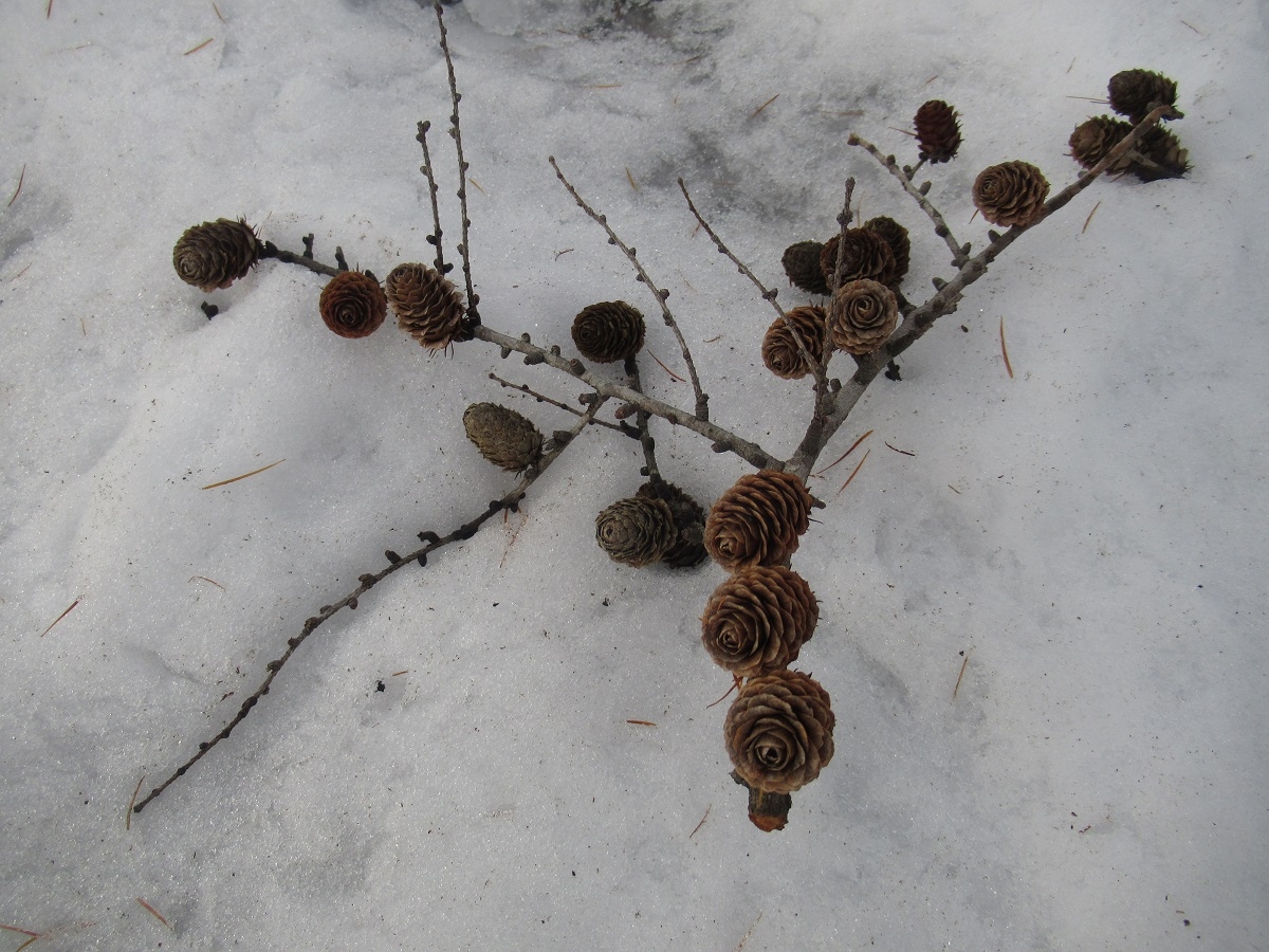 羽黒自然の小径