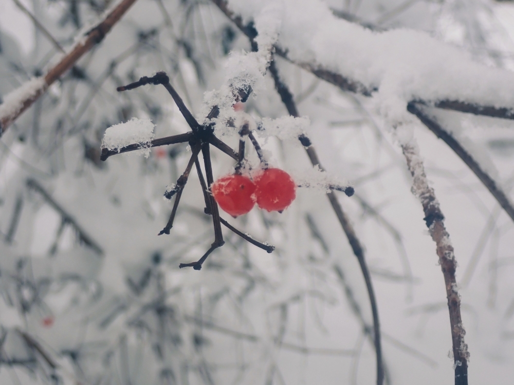さくらんぼに似た形の赤い実をみつけました