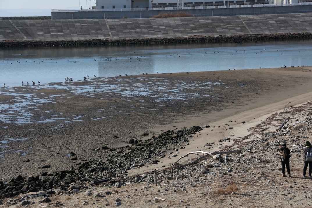 休息しているコクガン