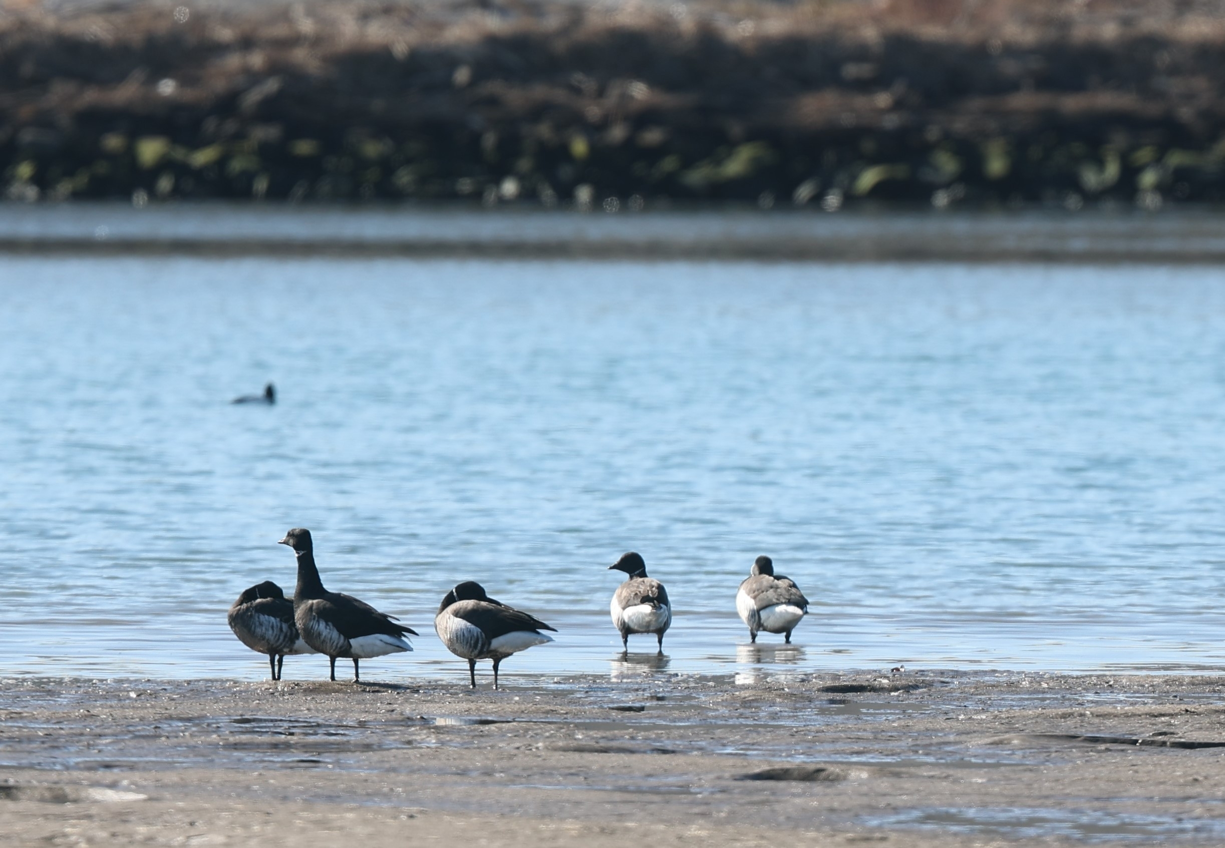 休息しているコクガンの拡大
