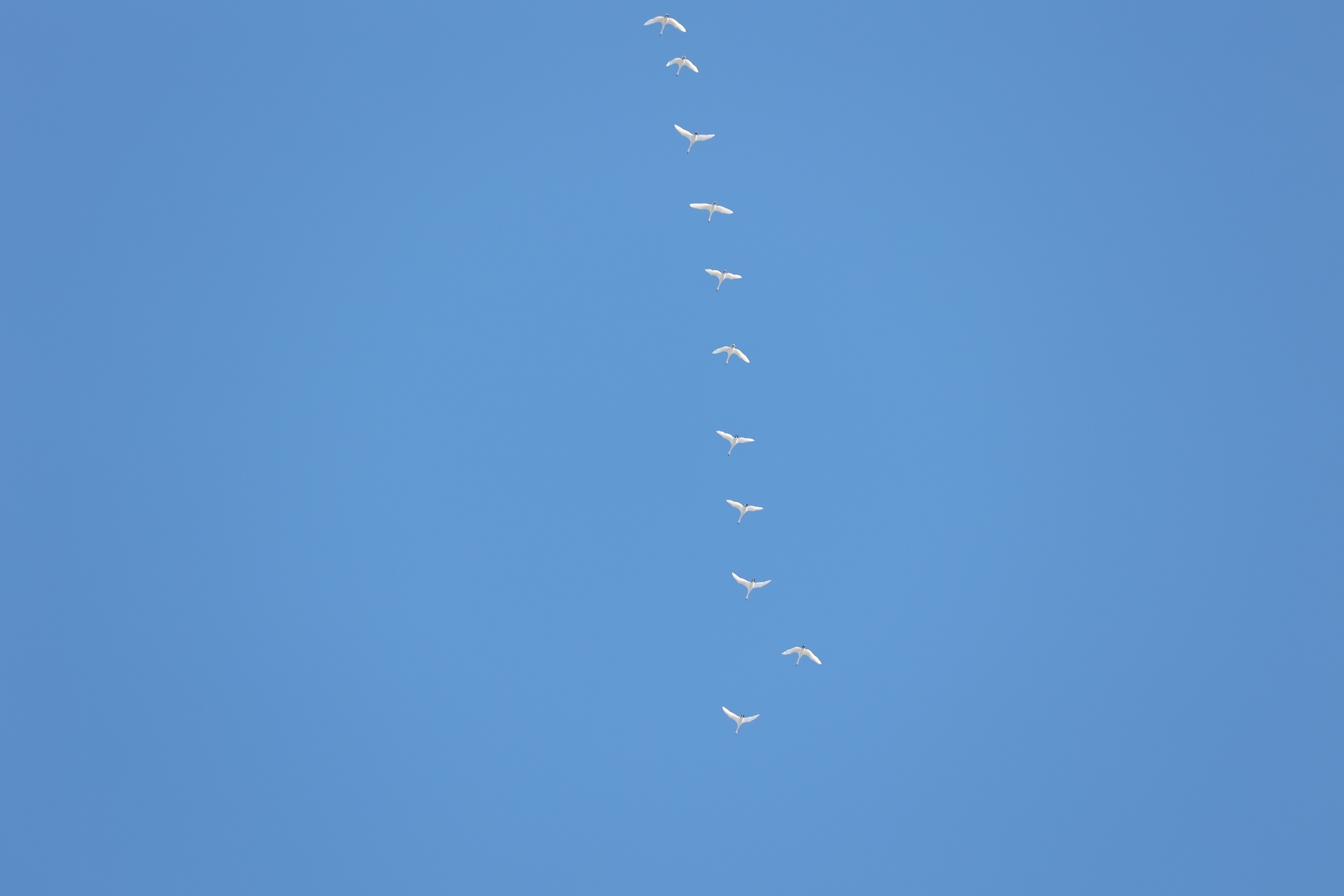 コハクチョウの北帰行