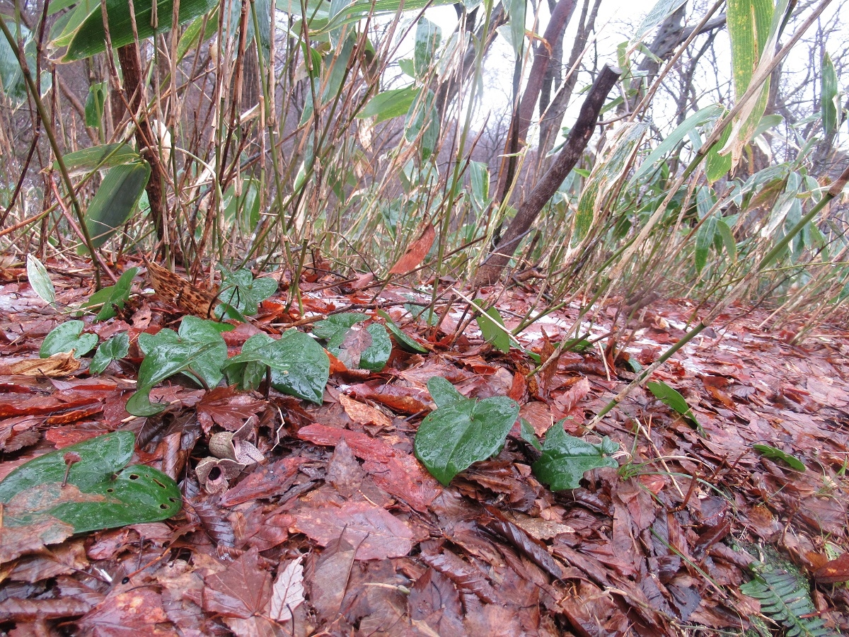 鷹ノ巣キャンプ場