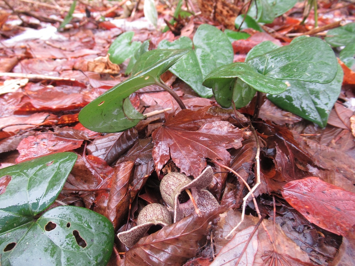 鷹ノ巣キャンプ場