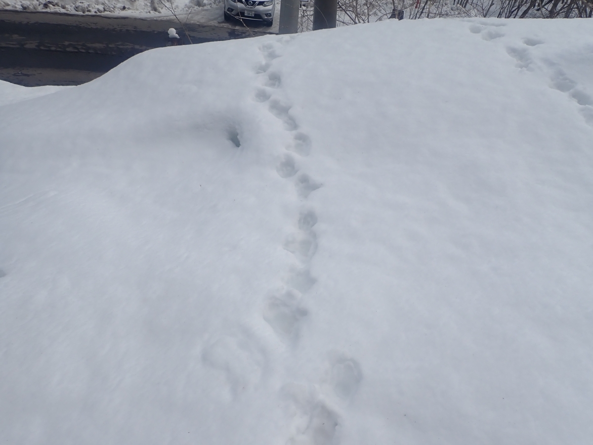 雪上で見つけた足跡