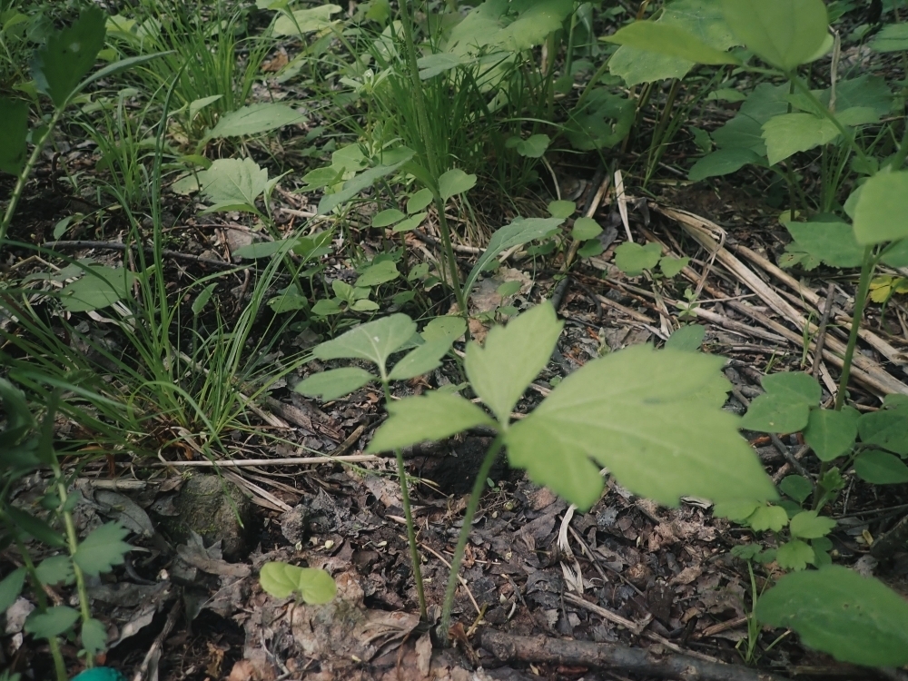 若芽のオオハンゴンソウ。4月から防除が始まります。