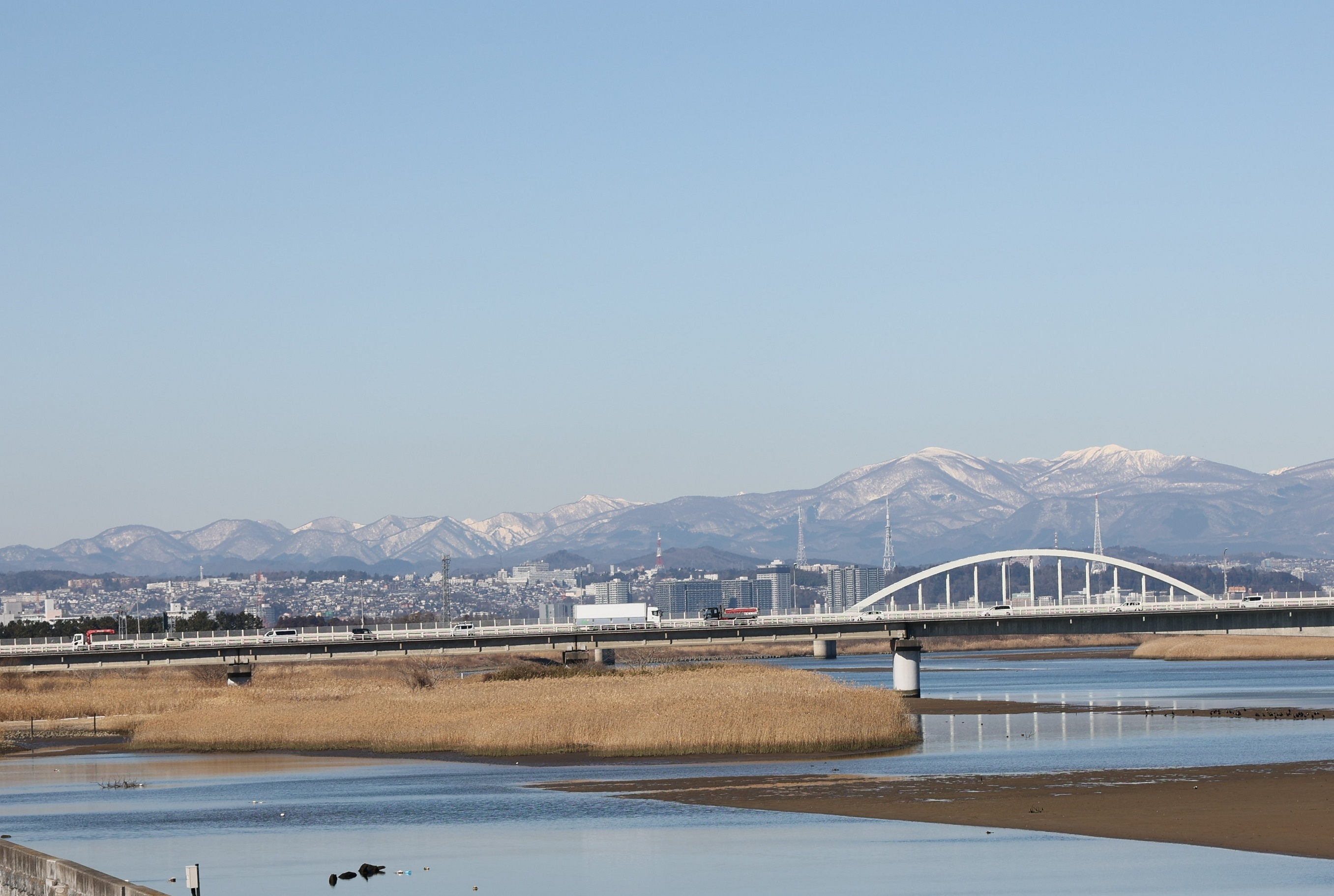 閖島（ゆりしま）となづけられたヨシ原