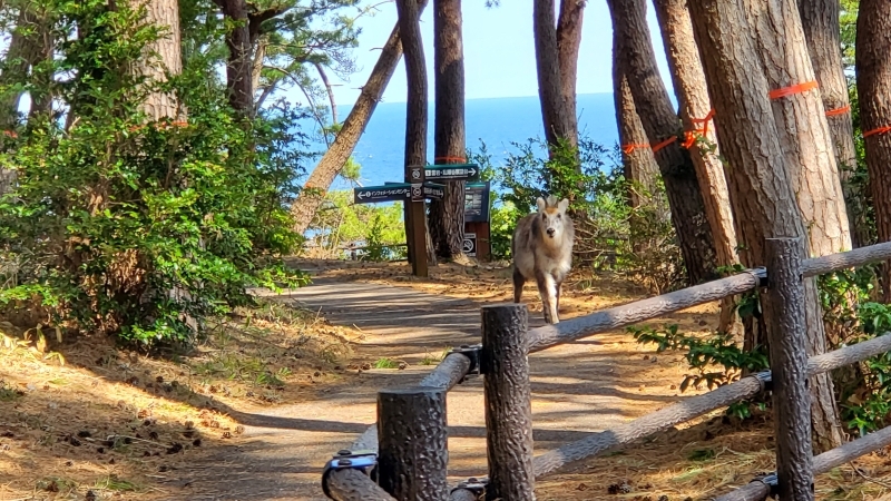 遊歩道を歩くニホンカモシカ