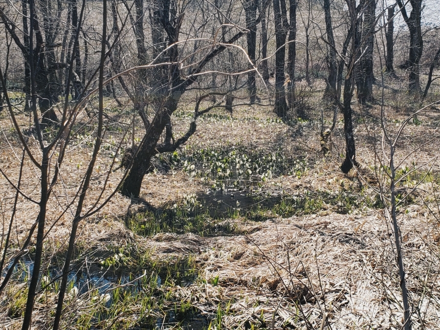 ミズバショウの群落