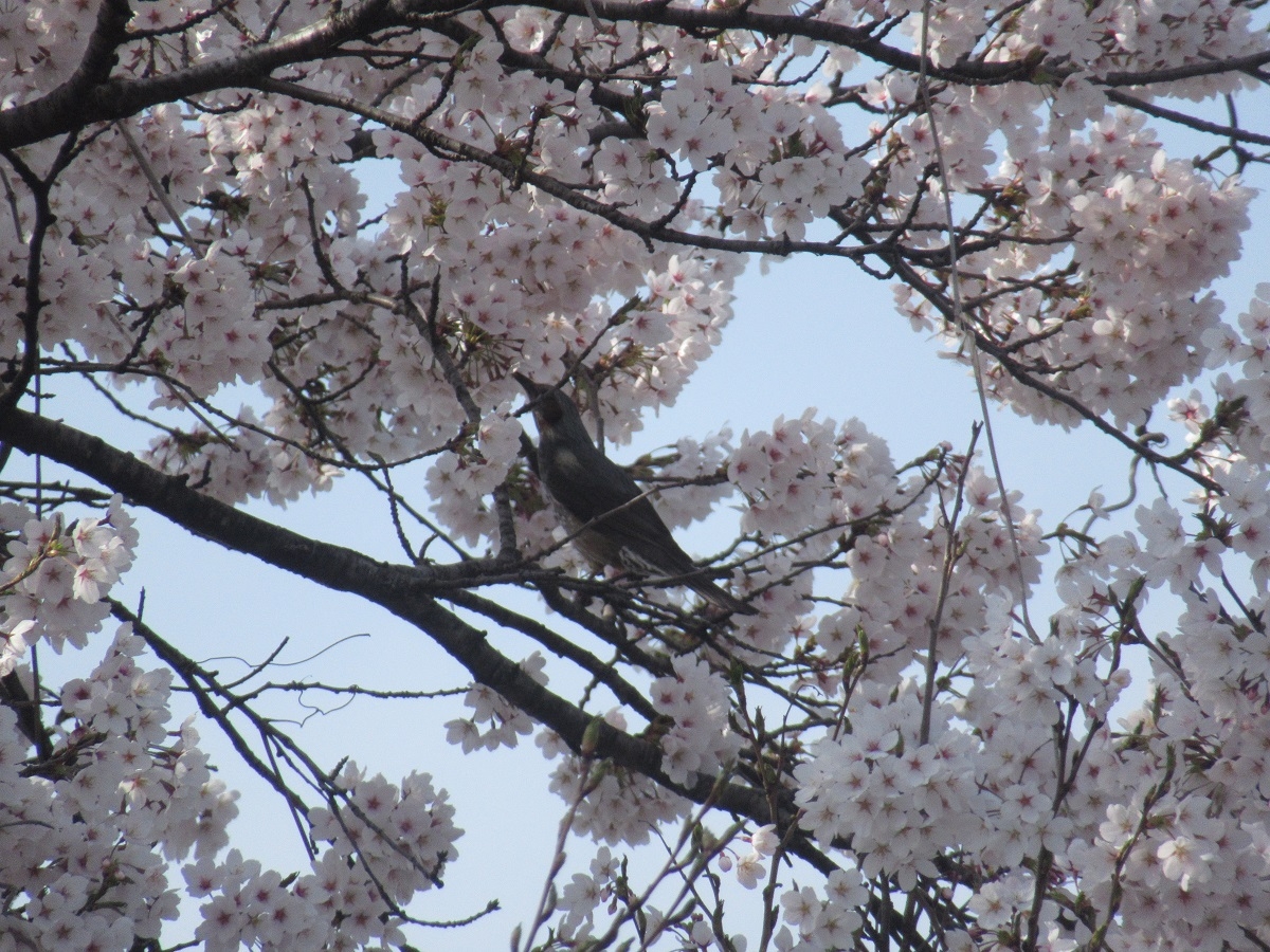 羽黒自然保護官事務所