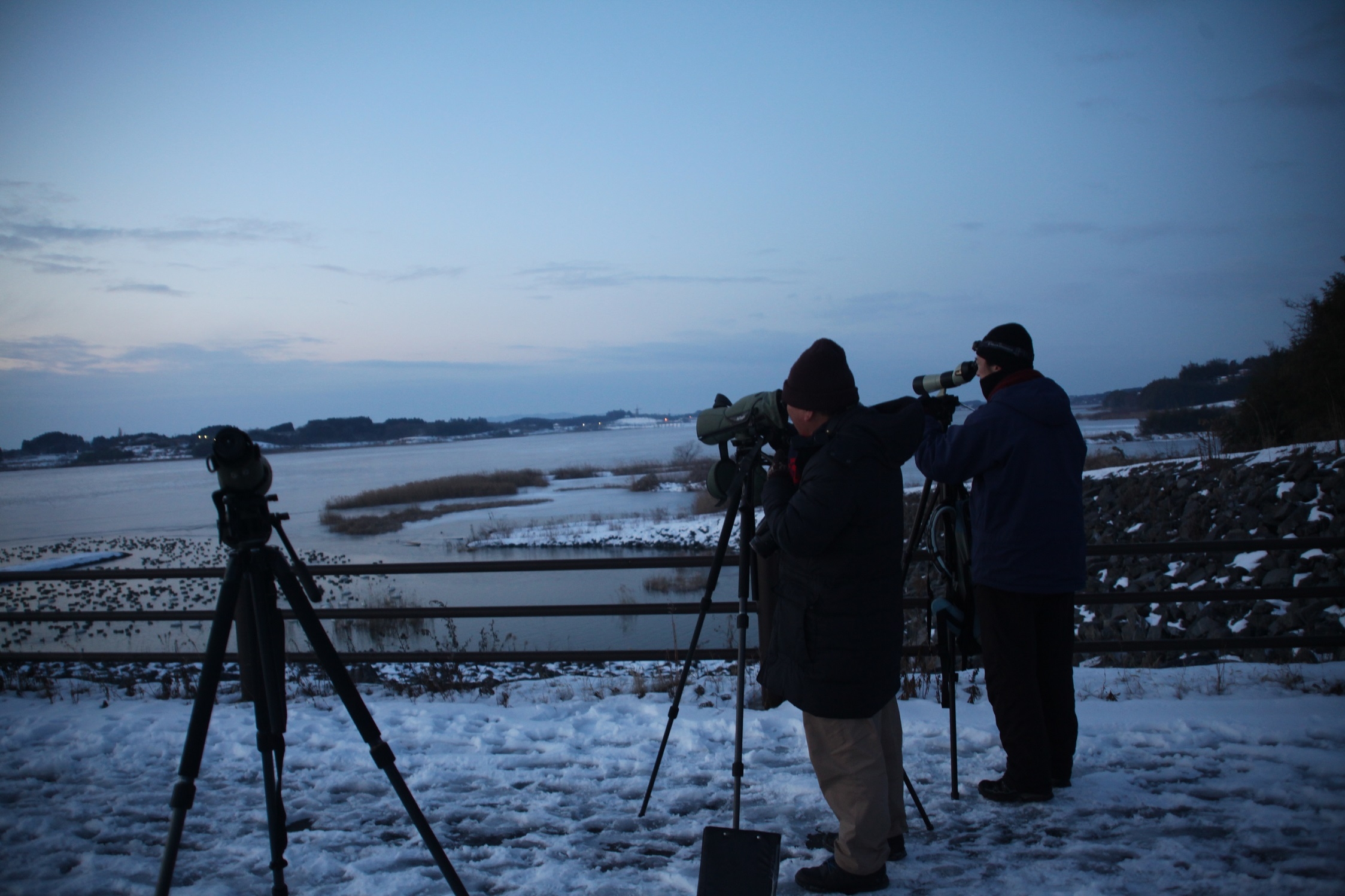 冬の渡り鳥調査の様子