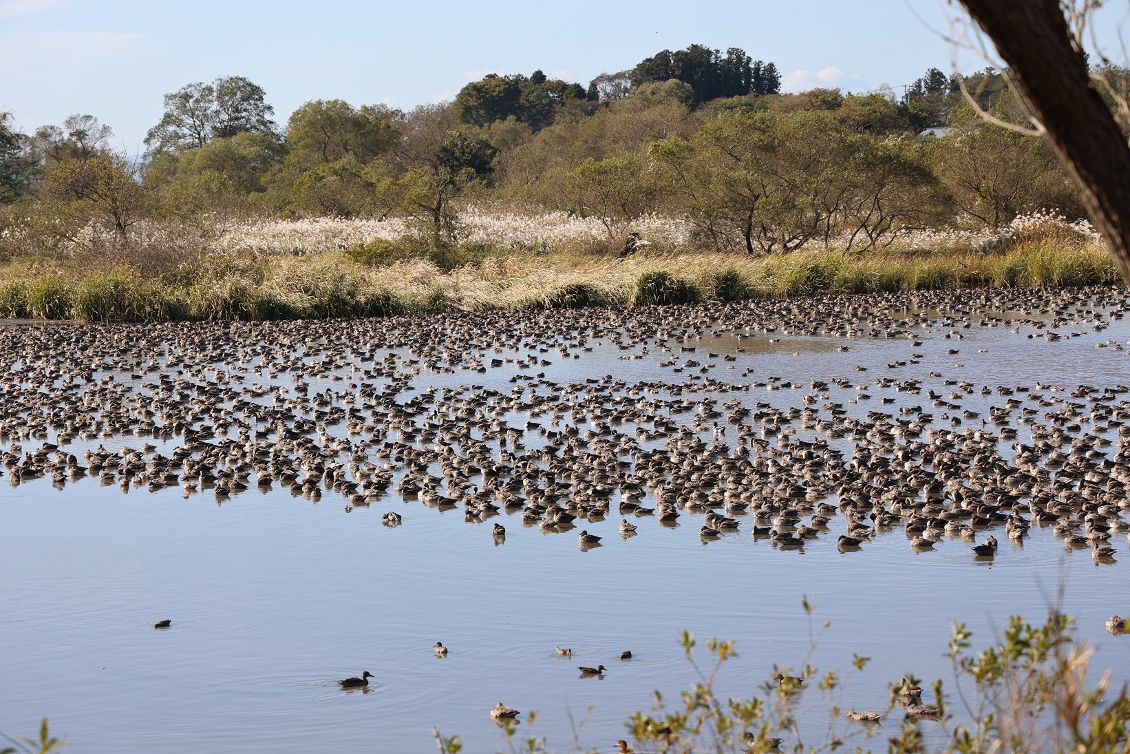 沼に集まるカモの群れ