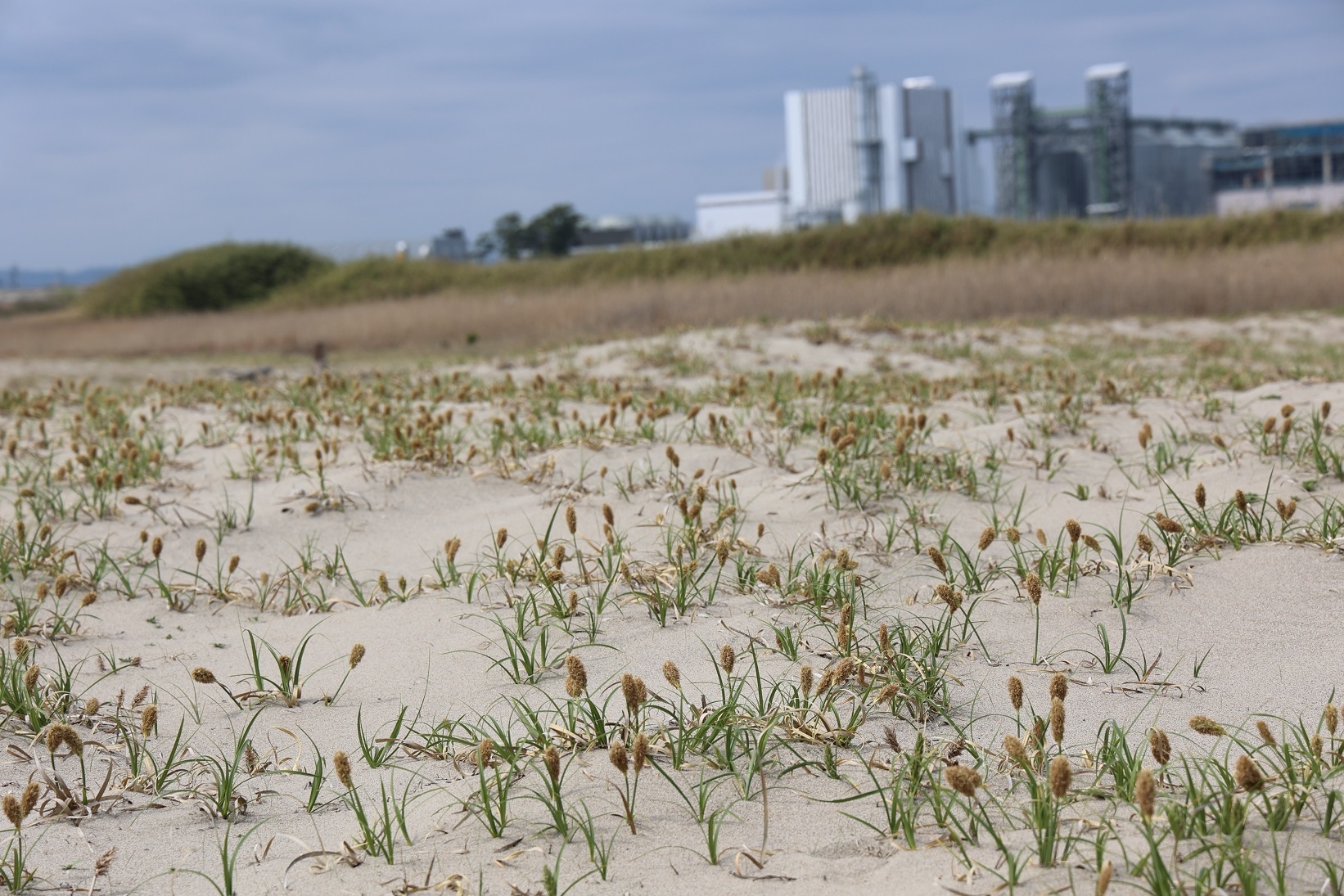 仙台海浜鳥獣保護区の蒲生海岸はコウボウムギが満開