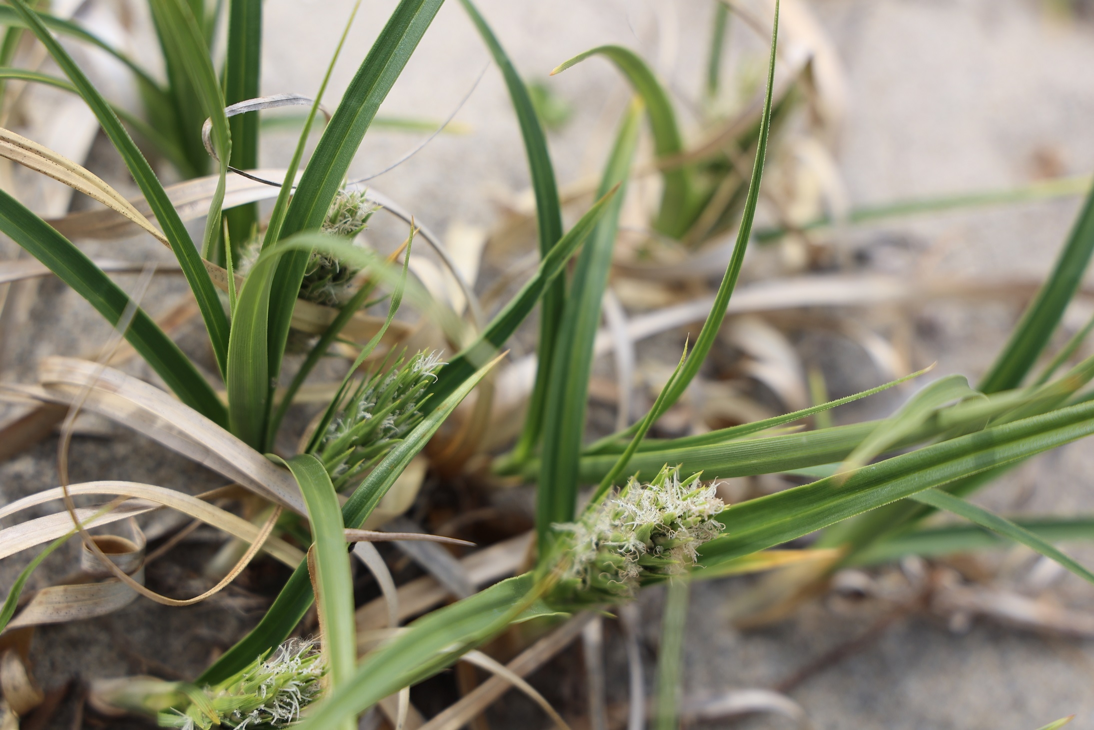 コウボウムギの雌花