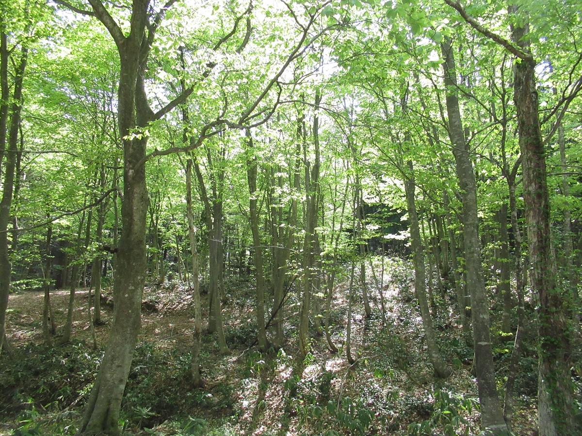 羽黒山キャンプ場