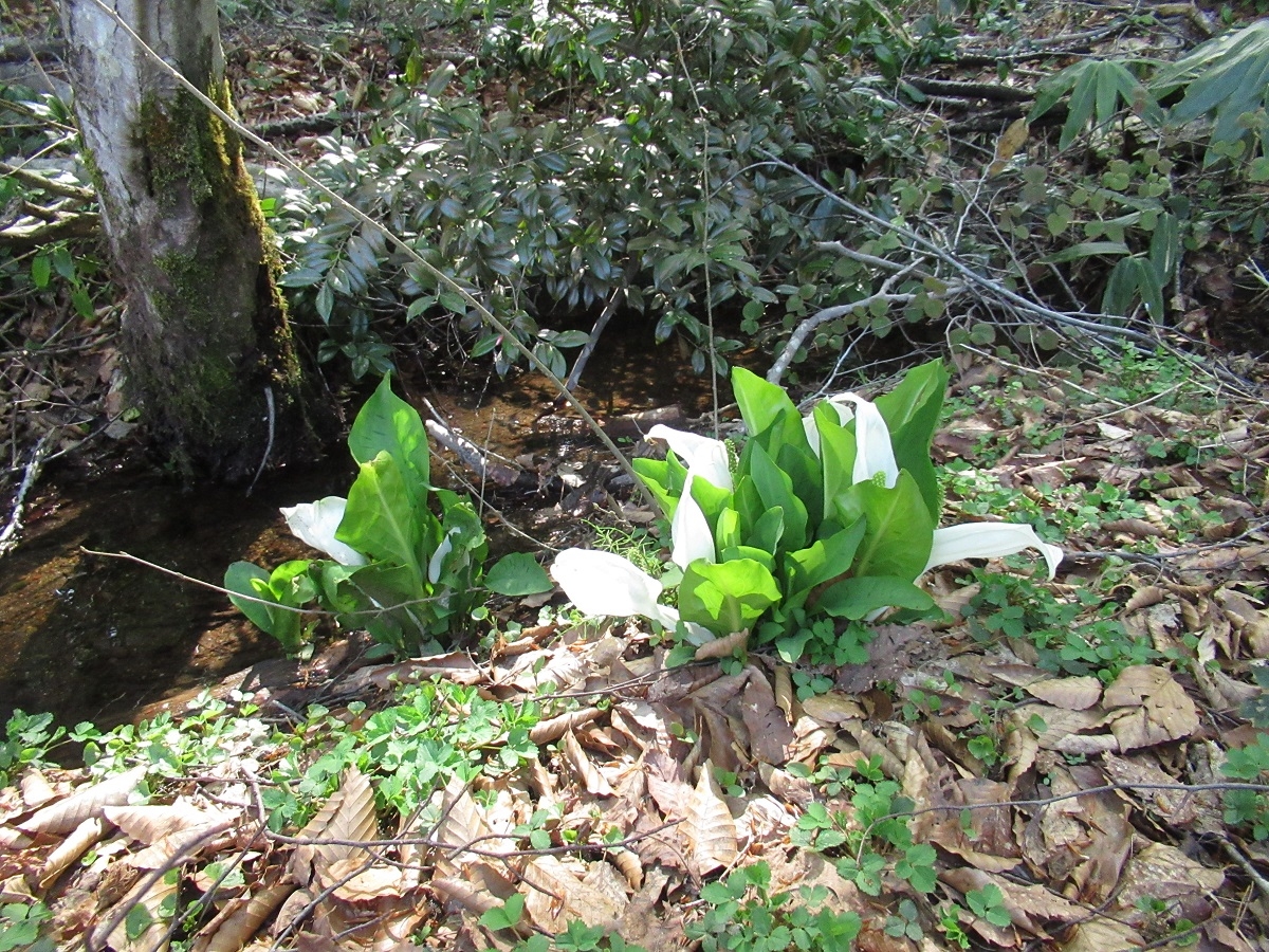 羽黒山キャンプ場