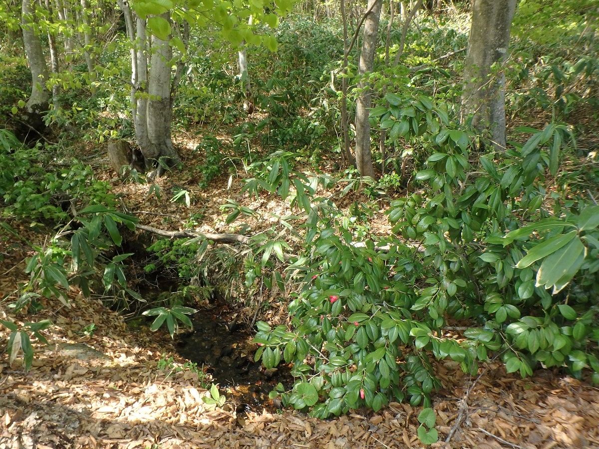 羽黒山キャンプ場