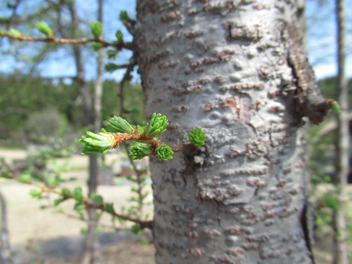 羽黒山キャンプ場