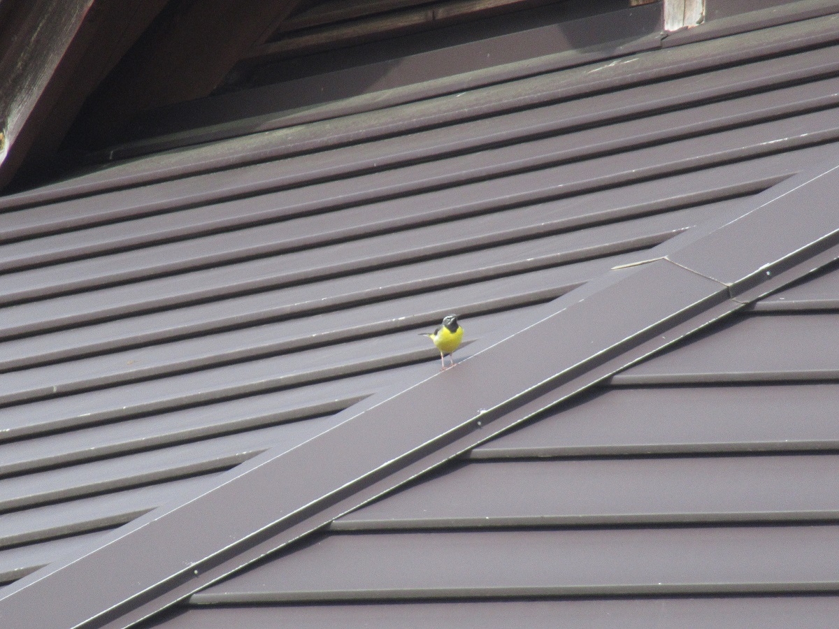 羽黒山キャンプ場