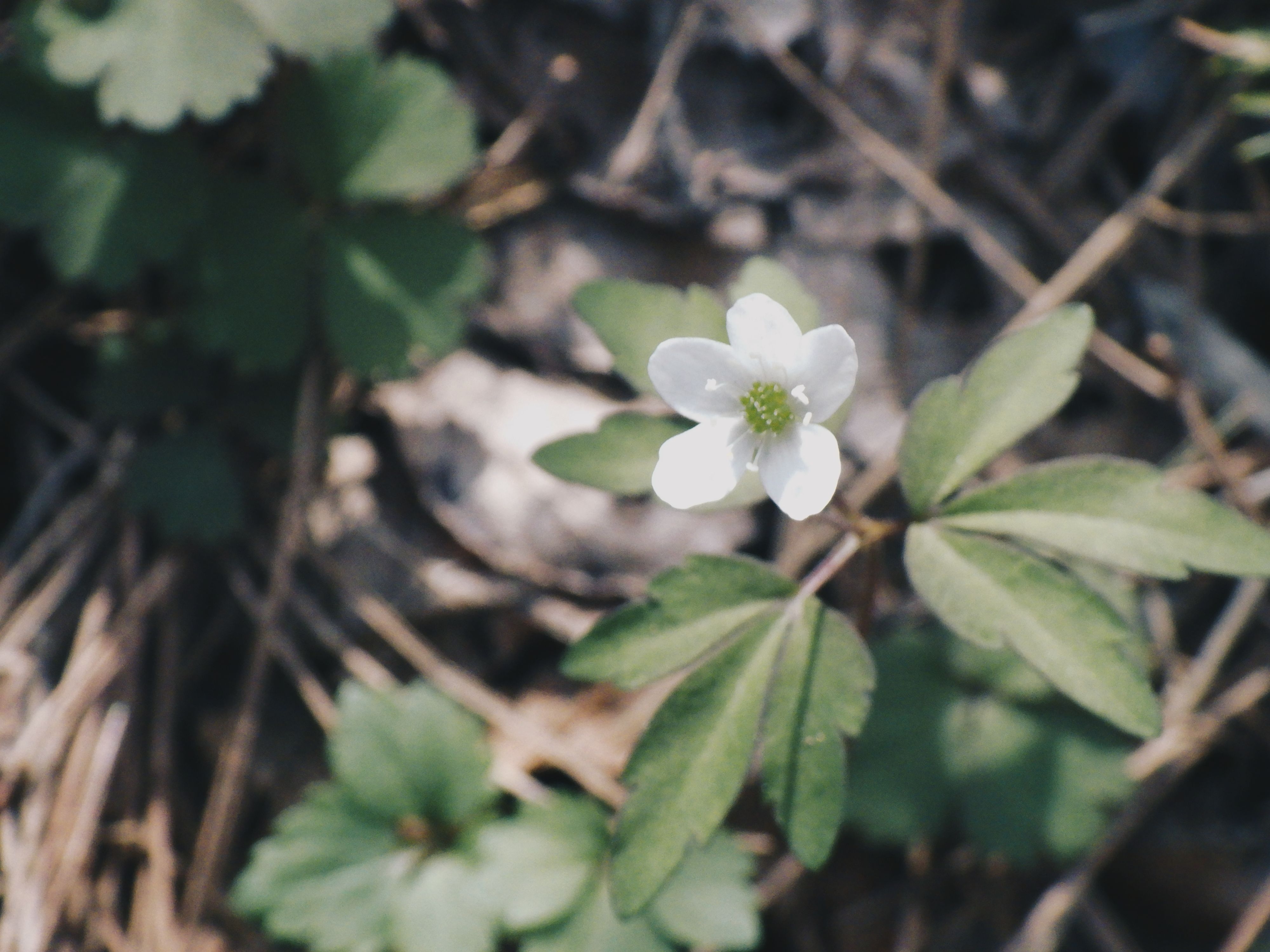 探勝路に咲いていたヒメイチゲ