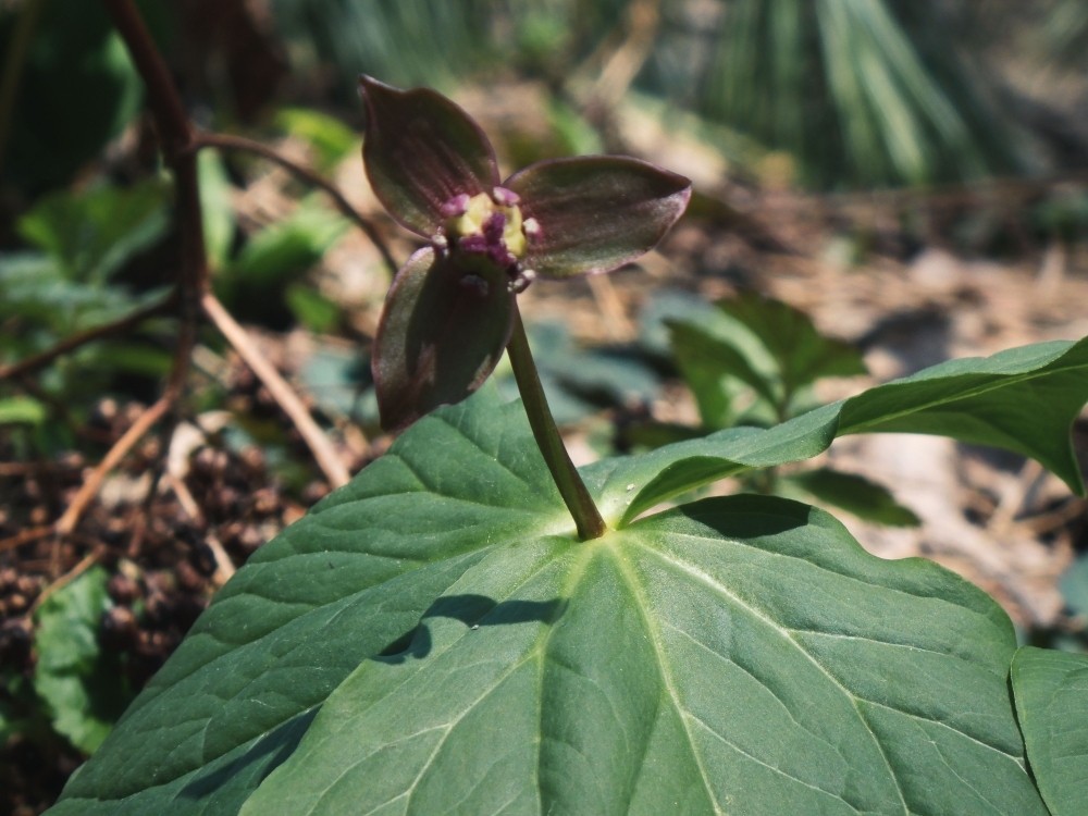 探勝路に咲いていたエンレイソウ