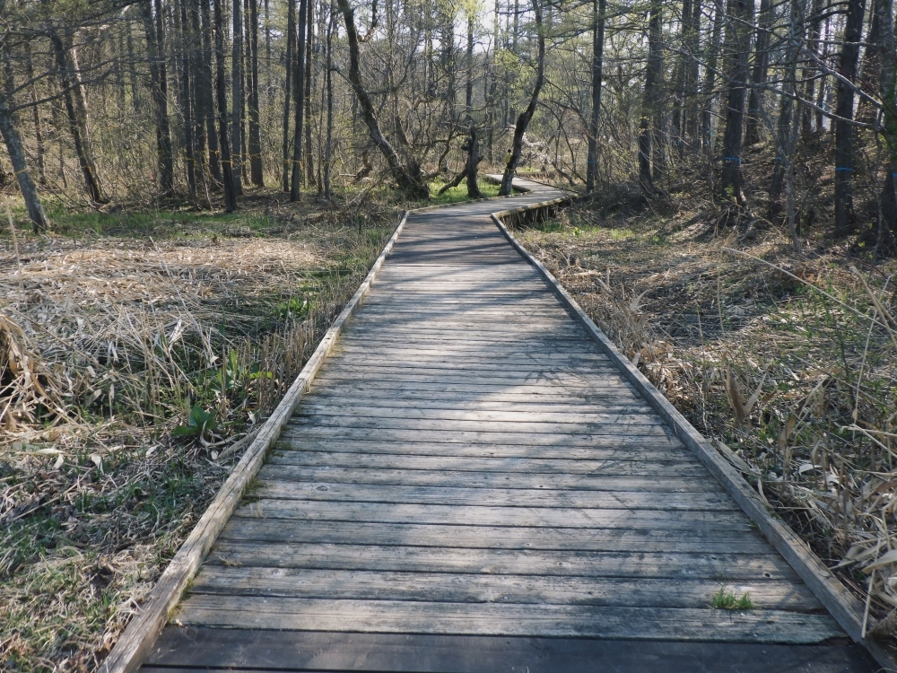 きれいになった木道