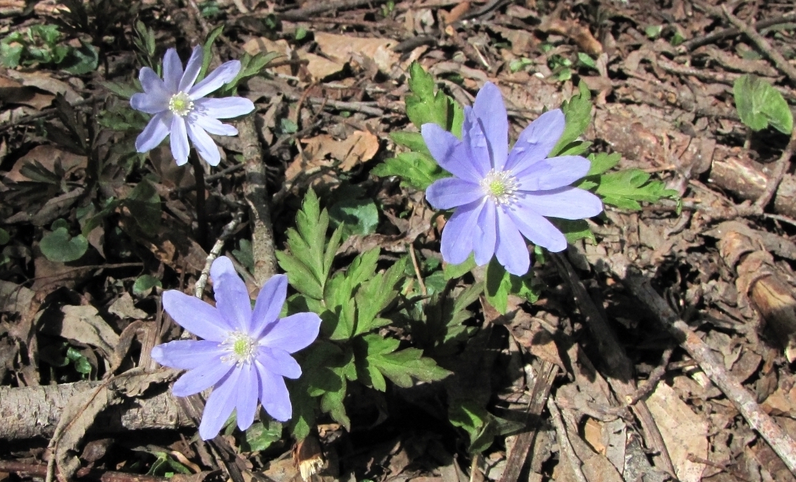 キクザキイチゲ