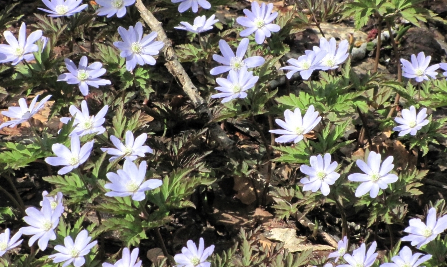 キクザキイチゲ