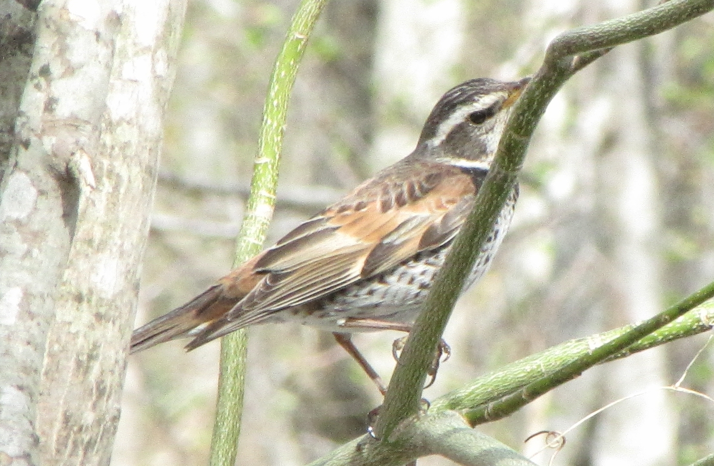枝に止まるツグミ