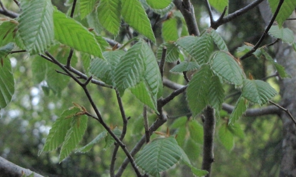 ブナ新緑の芽吹き