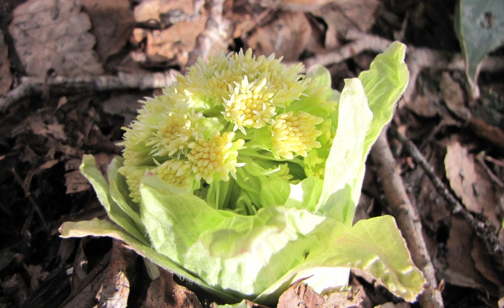 夕日に照るふきのとう