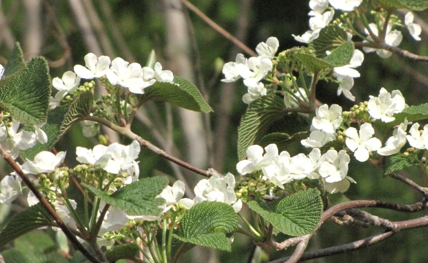 開花したオオカメノキ