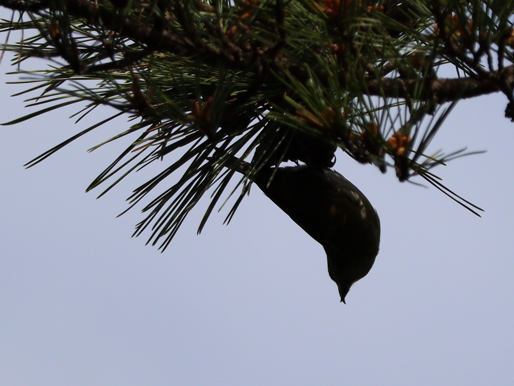 嘴が交差しているのがわかるシルエット