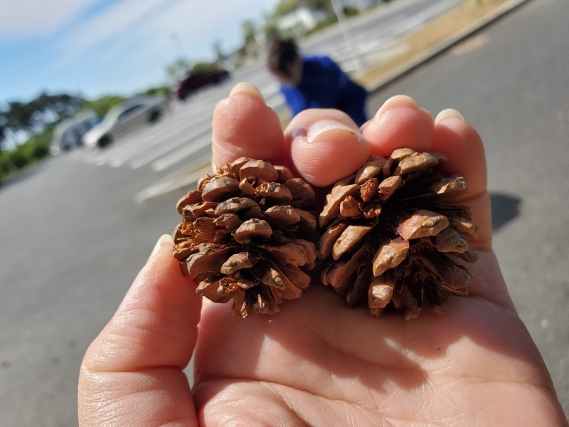 落とされた松ぼっくり