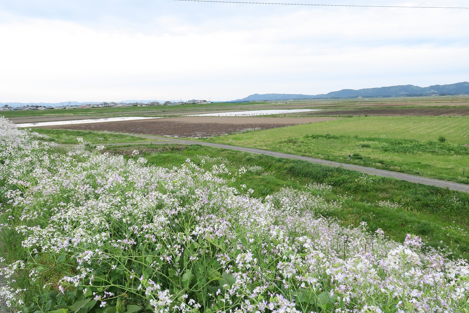 蕪栗沼のハマダイコンの群落