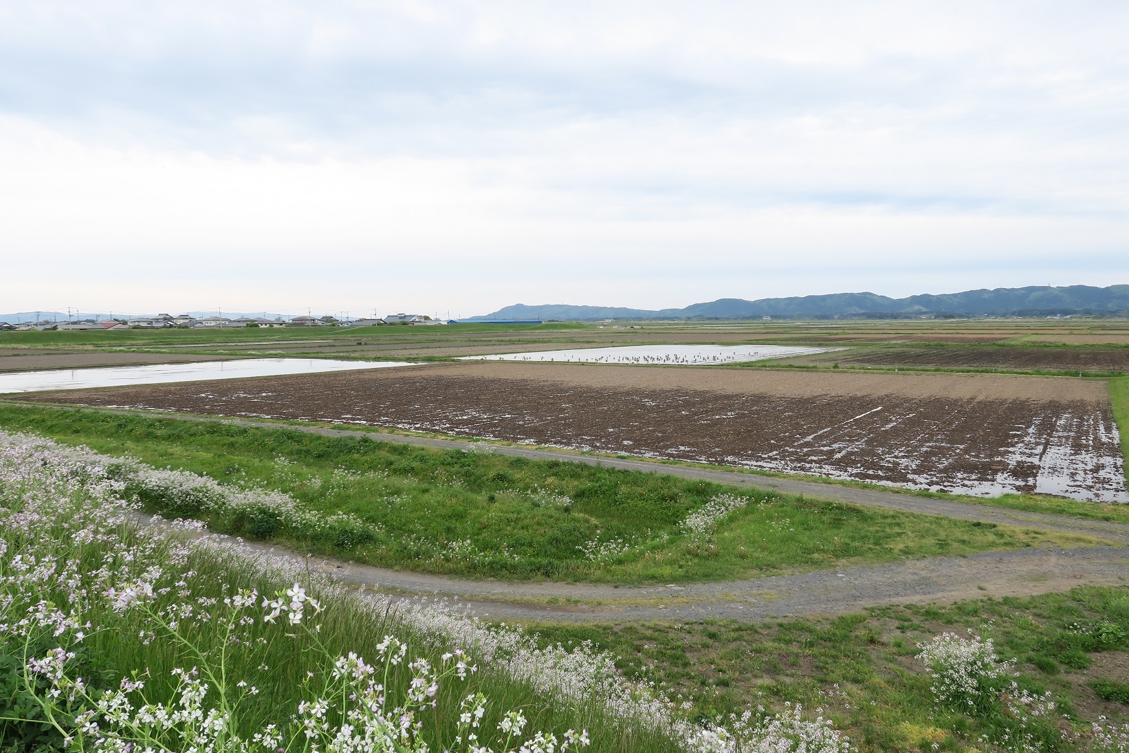 田んぼに水が入り始めました