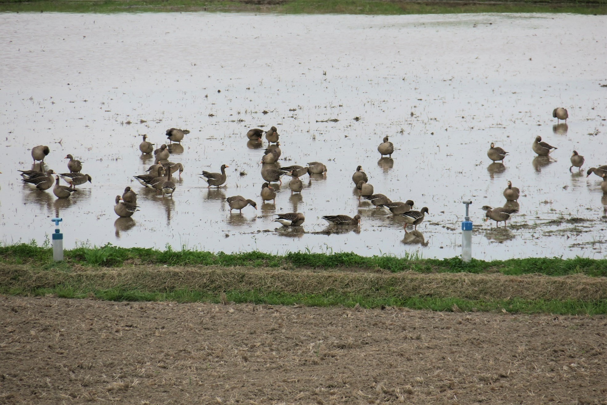 水が入った田んぼにマガンの群れ