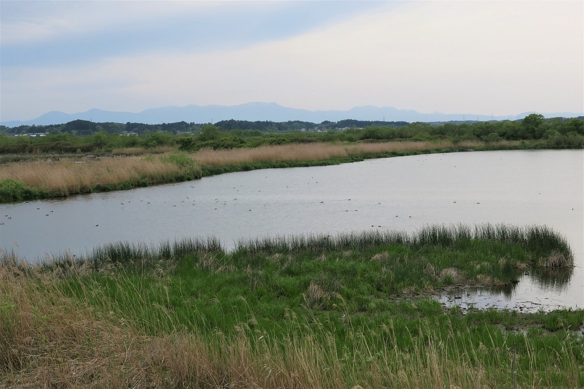 白鳥地区の水面にはカモ達が休憩中