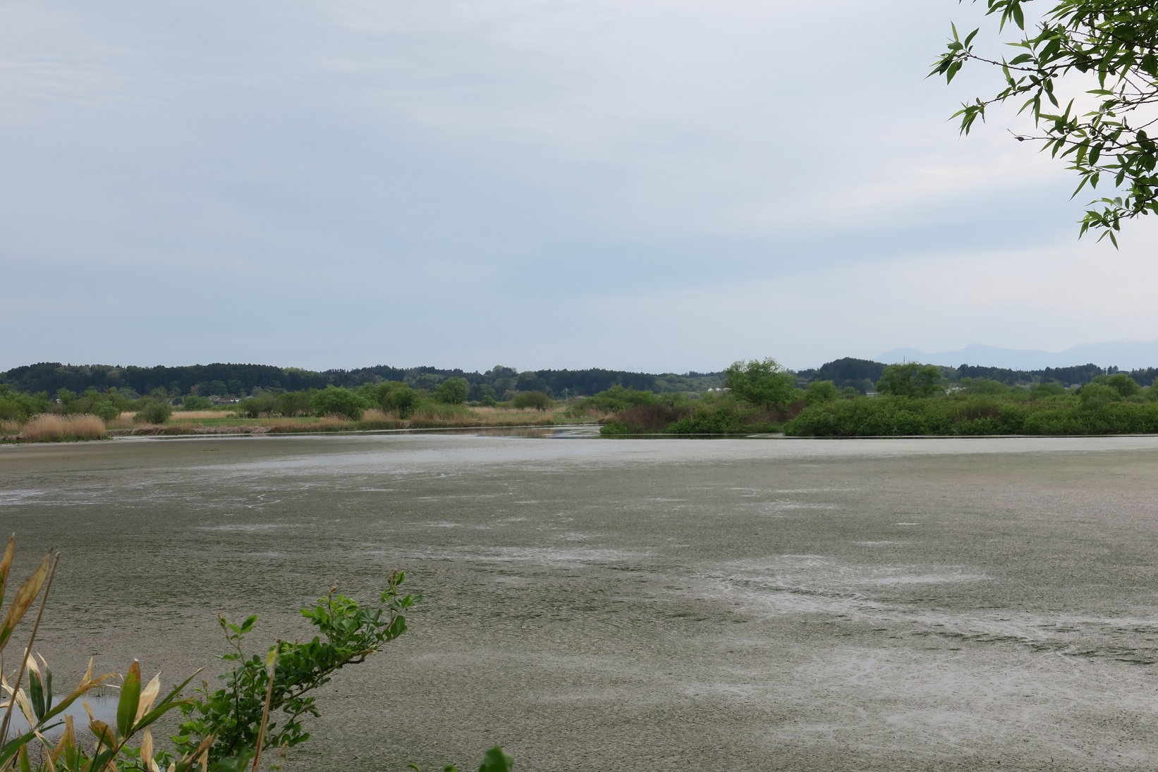 蕪栗沼本体はこの次期陸地化