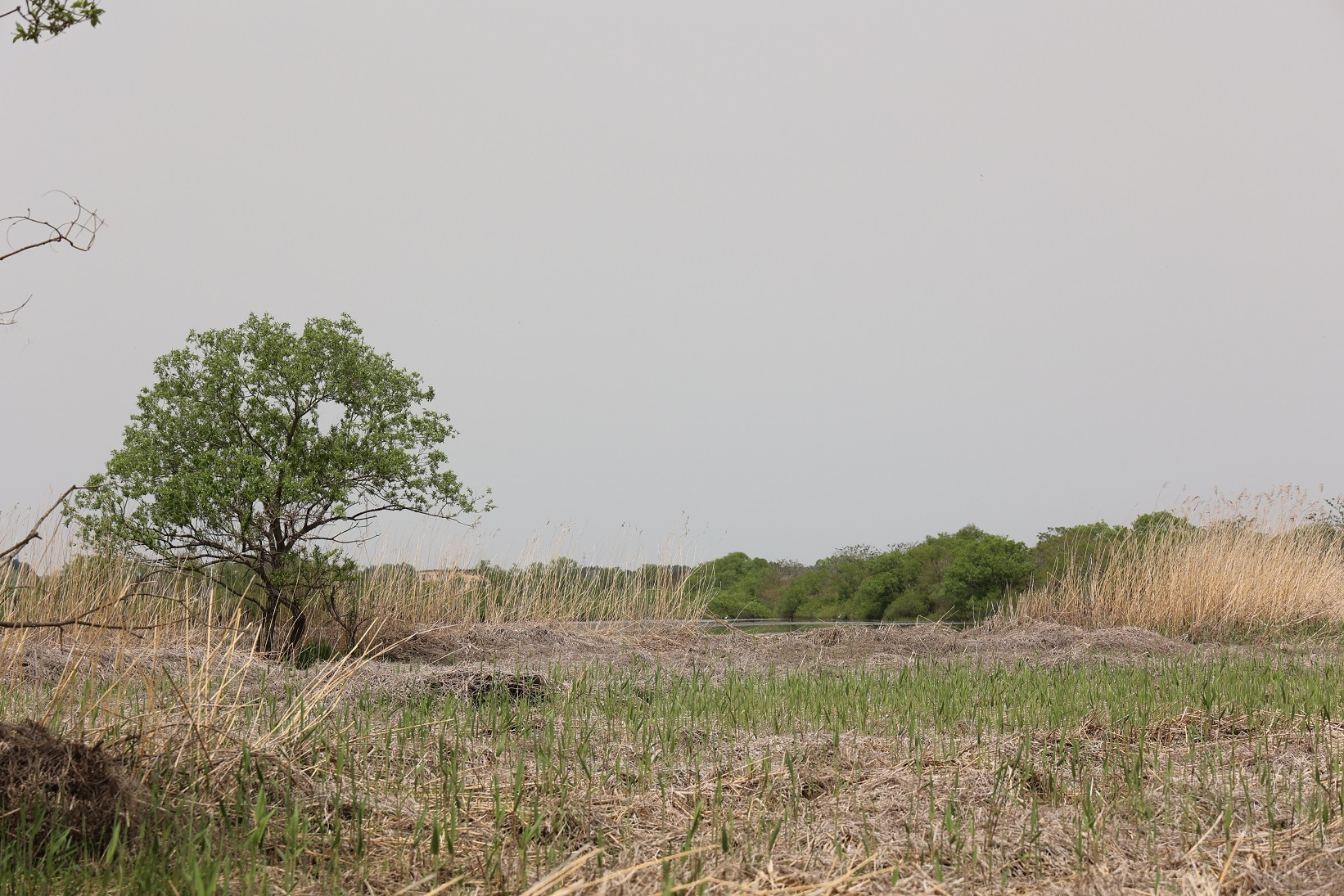 4月26日の蕪栗沼本体の南側のヨシ原