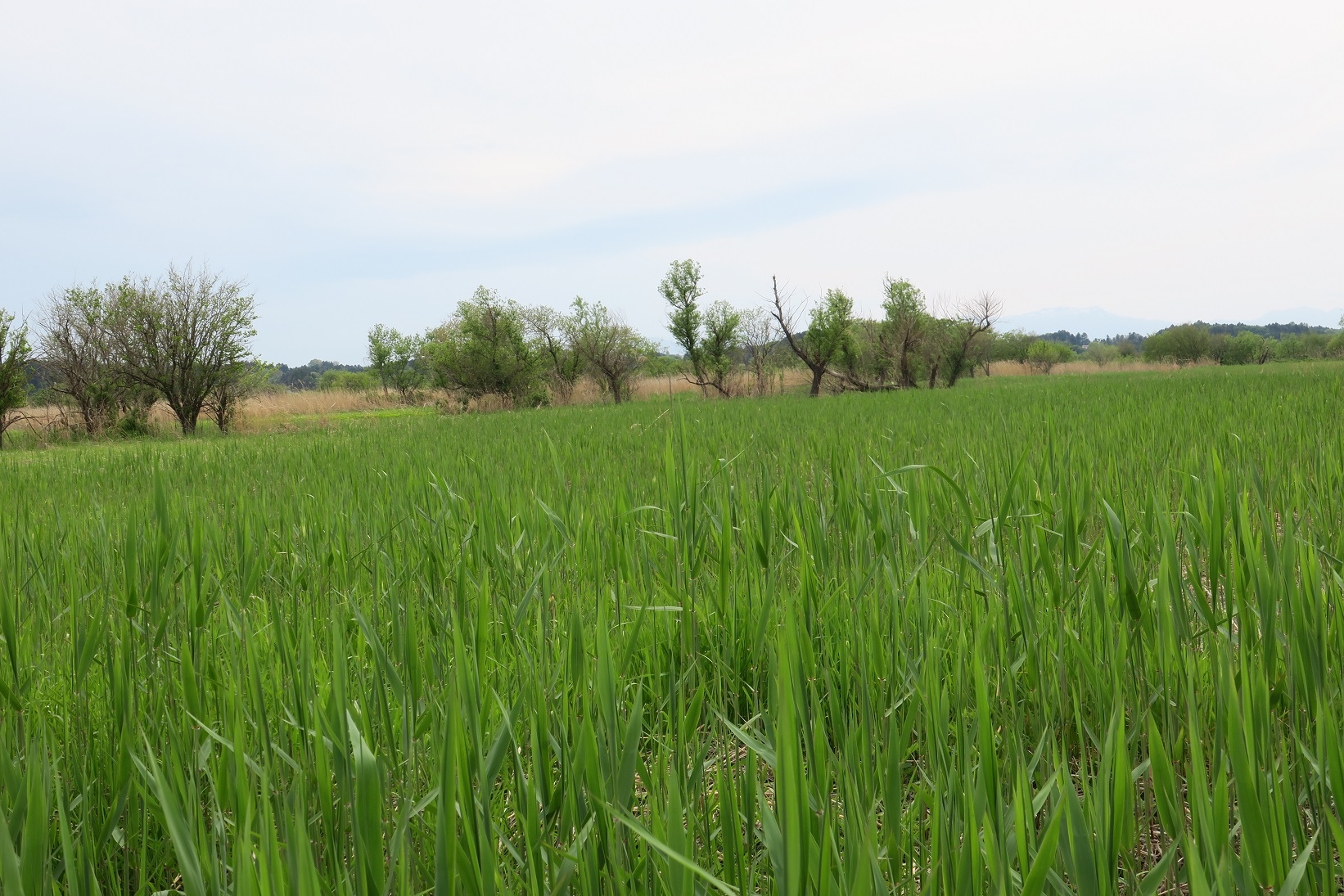 5月1日の蕪栗沼本地の南側のヨシ原
