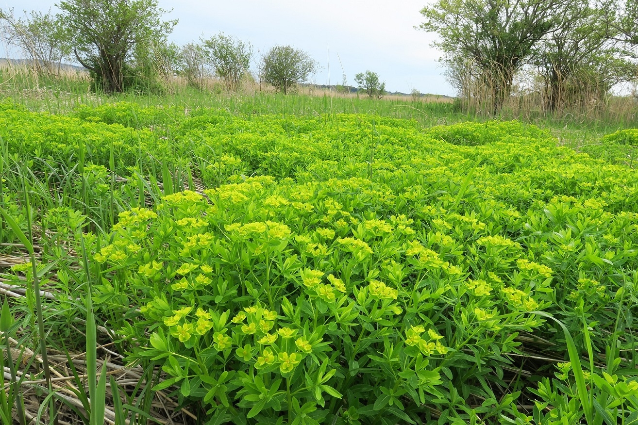 蕪栗沼のヨシ原に広がるノウルシの群落