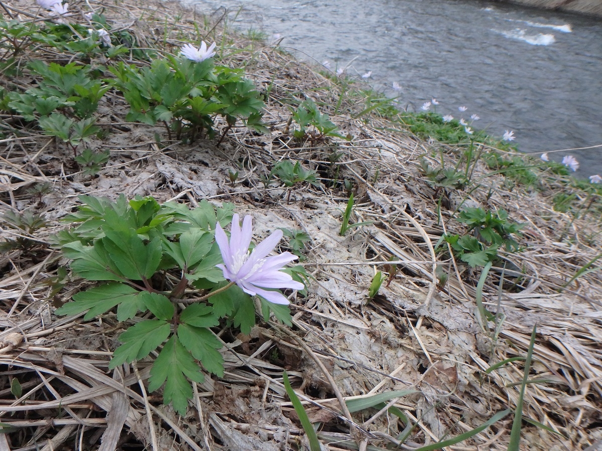 キクザキイチゲ