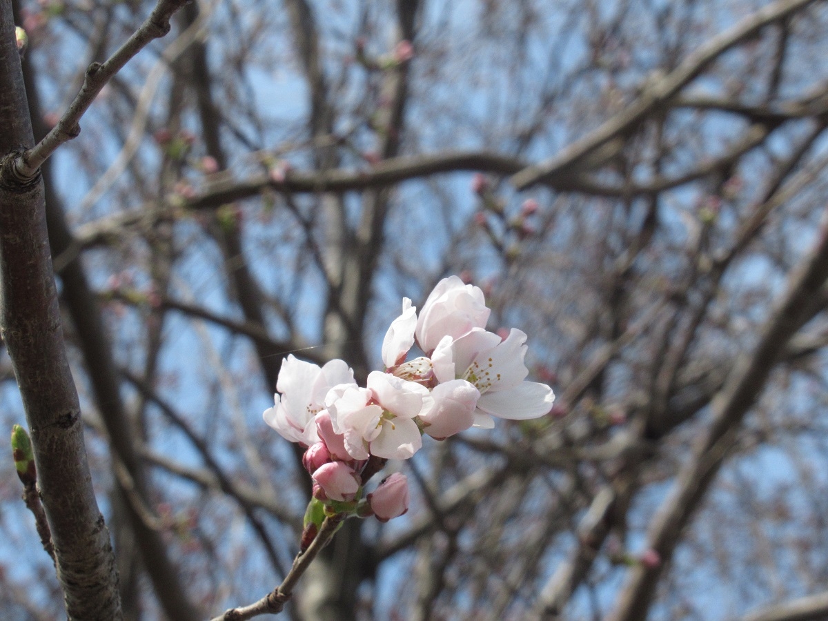 桜